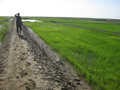 Investisseurs agricoles : trois terrains attribués provisionnement au Trarza à des opérateurs économiques