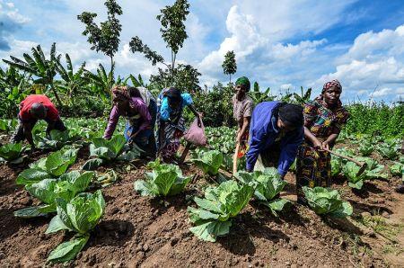 Mauritanie : un accord de 30 millions $ pour stimuler la production agricole dans la vallée de Boghé 