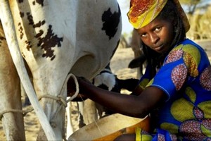 Nouvelle menace sur le lait ouest-africain : 55 organisations sonnent l’alerte