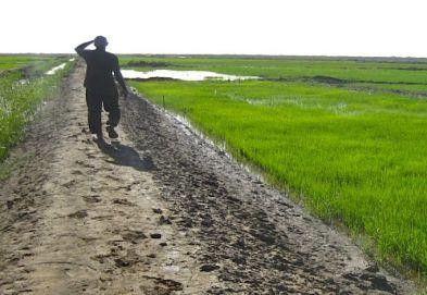 La Mauritanie peut tirer parti de la Zlecaf en exploitant les chaînes de valeur agro-industrielles (rapport) 