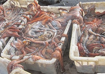 Pêche : Réouverture de zone de pêche du poulpe