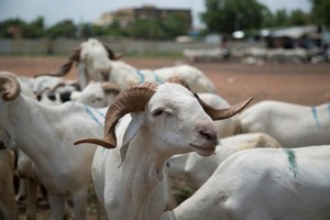 Tabaski : au Sahel, le commerce de moutons mis en péril par la « maudite » guerre